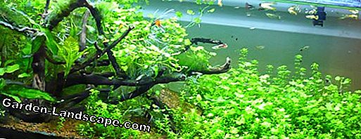 Rimozione delle alghe in acquario e stagno