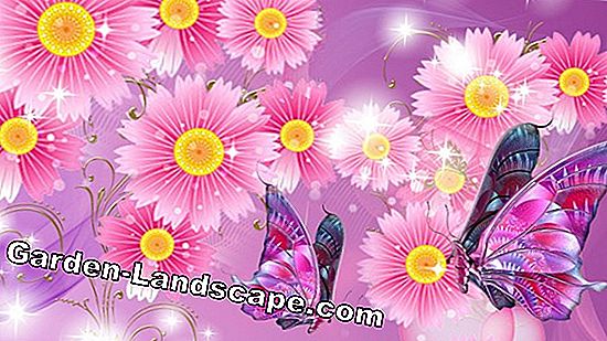 Butterfly Lavender - cura, taglio e svernamento
