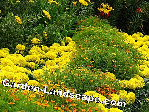 Sissinghurst - giardino di contrasti