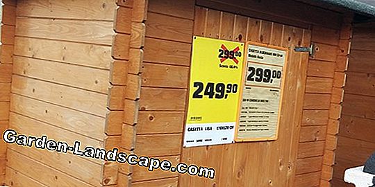 Platanenholz - prezzi, acquisto, caratteristiche - legno di platani