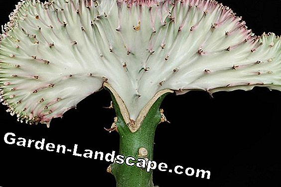 Euphorbia lactea 'Cristata' - hướng dẫn chăm sóc