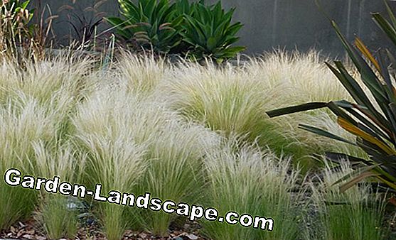Feather grass, Stipa tenuissima - cura e taglio