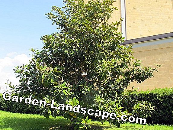 Alberi di magnolia: grandi effetti anche nei giardini di piccole dimensioni
