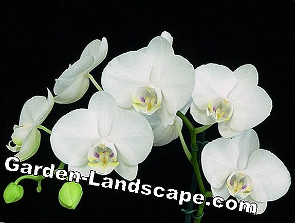 Orchidee Phalaenopsis - specie e cura nell'appartamento