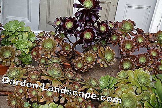 Rosettendickblatt, Aeonium arboreum - cura e propagazione