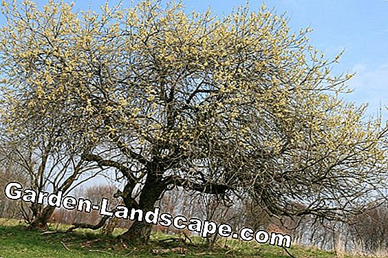 Salweide, Salix caprea - cây trồng, chăm sóc và cắt