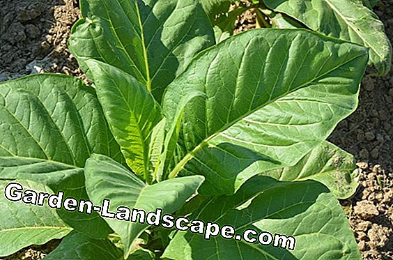 Piantare semi di tabacco - varietà e coltivazione