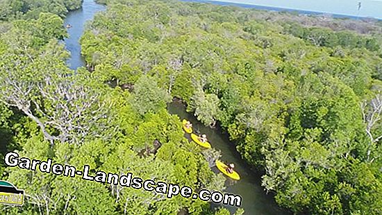 Cosa sono le mangrovie - albero e ecosistema