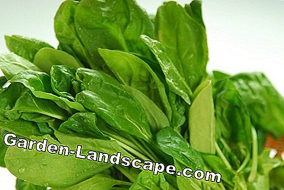 Coltivate gli spinaci - semina e cura nell'orto