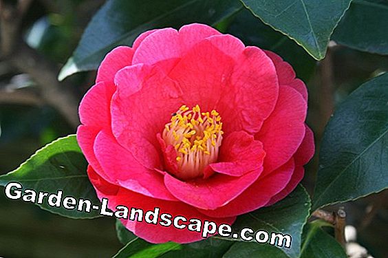 Camellia Winter - Camellias (Camellia japonica)