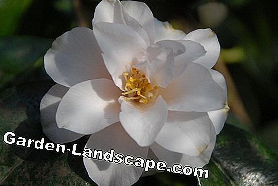 Camellias: vård tips för hela året