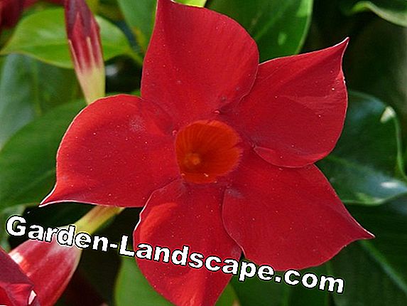 Dipladenia 'Sundaville đỏ' - chăm sóc Mandevilla như một houseplant