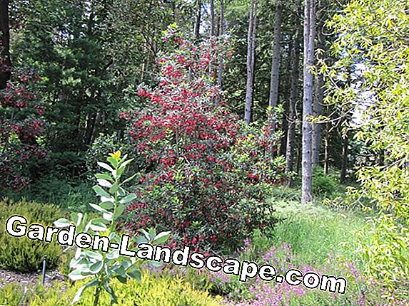 Lantern Tree - Crinodendron hookerianum - vård