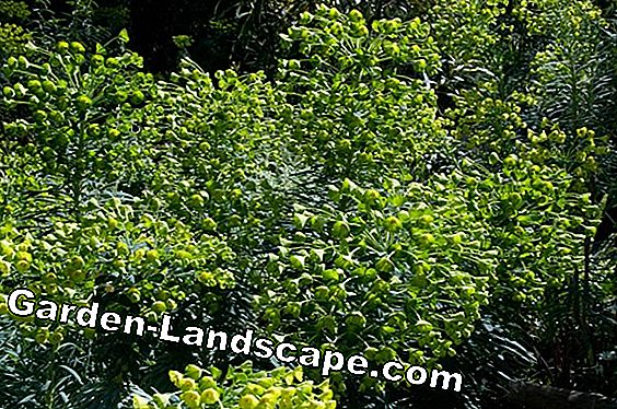 Palisade spurge, Euphorbia characias - skötsel och skärning