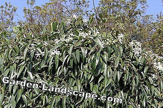 Evergreen markskydd - snabbt växande och blommande sorter