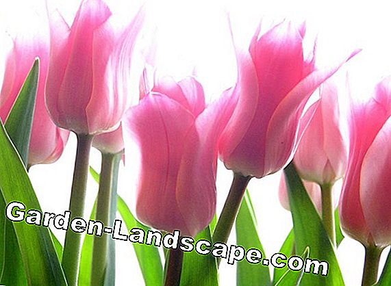 Plant Tulips - Onze tips