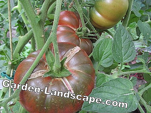 Tomaten barsten - oorzaken en tips voor vermijding