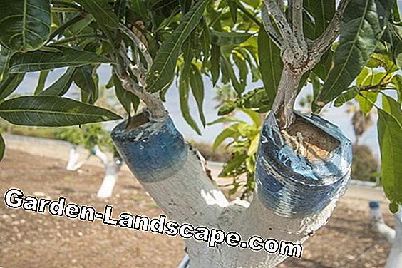 Walnut tree propagate - Slik fungerer det gjennom frukt og frøplanter