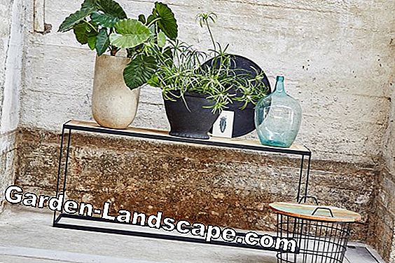 Nasturtium planten - Zo lukt het om in huis te fokken en in de tuin te zaaien
