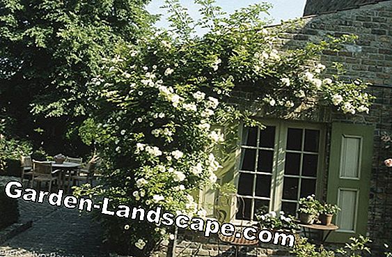 Klimmen hortensia - planten, knippen en overwinteren