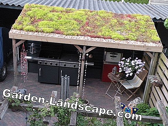 Roof Garden - Ideeën voor groene daken en gebruik