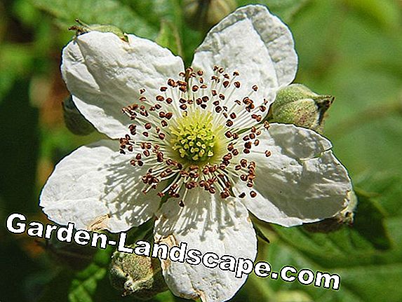 Framboos (Rubus idaeus)