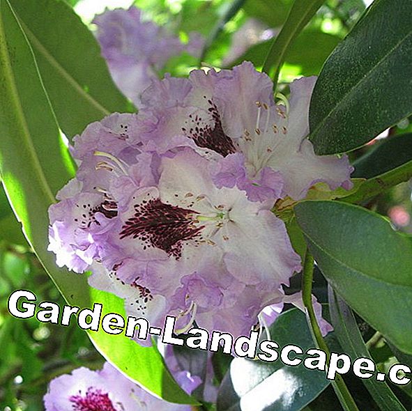 Rhododendron propagate - Tips voor uitloper en zaadvermenigvuldiging