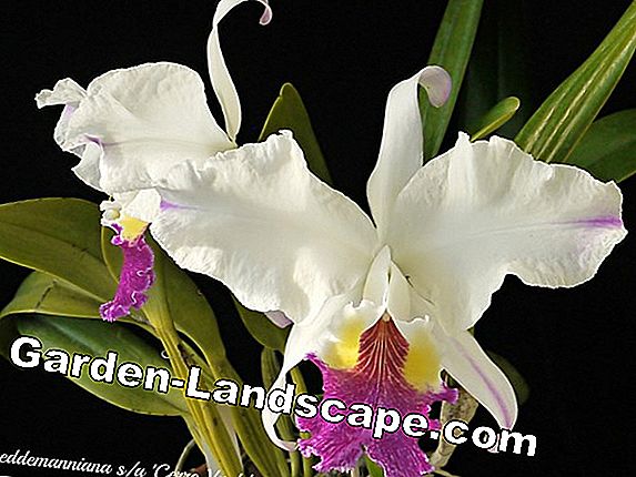 Farm orchids: Trendy balkonbloemen