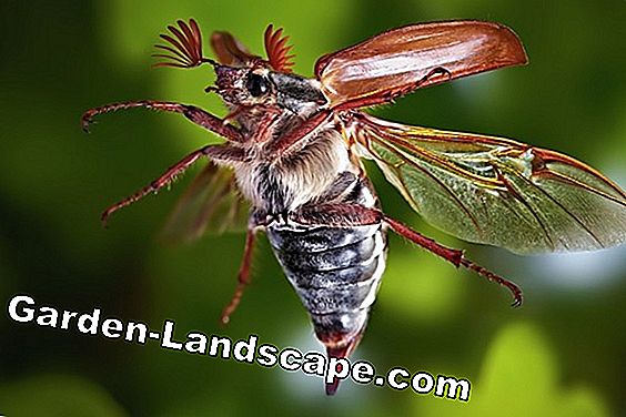 Maybug: zoemende lente-boodschappers