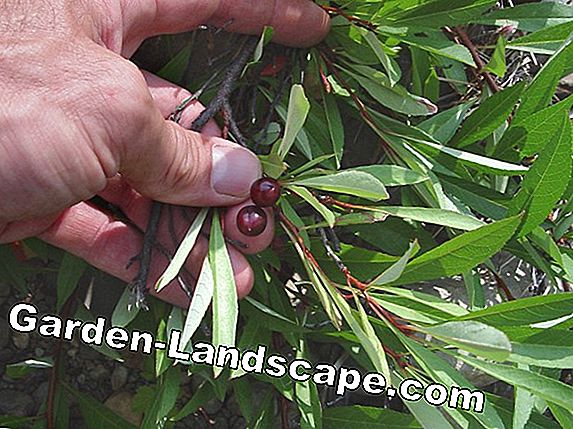 Dwarf Plum, Prunus cistena - verzorgen en snijden
