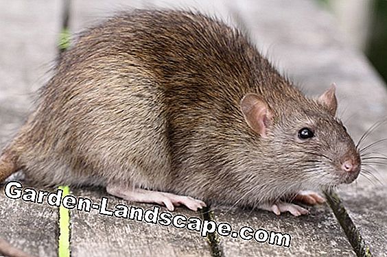 Bruine rat in de tuin herkennen en verkopen - zo werkt het
