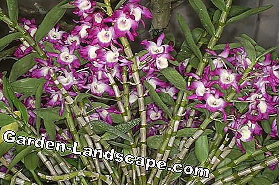 Dendrobium Nobile Orchid: Care of A-Z