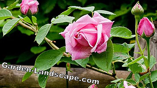 Bemesten rozen - rozenbemesting