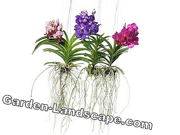 Geurige orchideeën - variëteiten en verzorging
