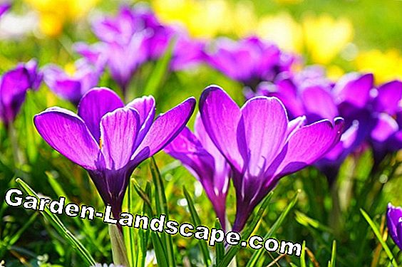 Hydrangea's droog: 4 tips om de bloemen te behouden