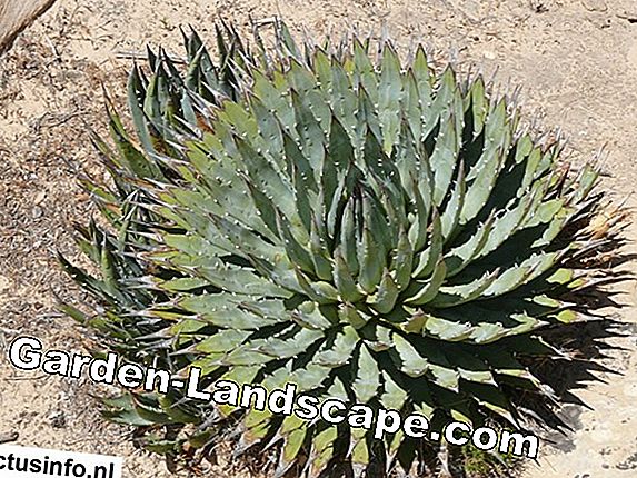 Mammillaria - soorten / variëteiten van cactussen en verzorgingstips