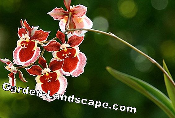 Oncidium Orchid - Species & Care