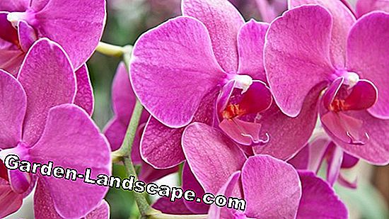 Orchideeën verpotten - hiermee moet rekening worden gehouden bij het verplanten