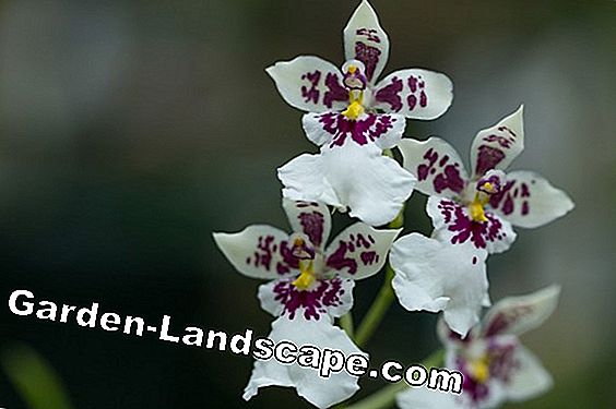 Phalaenopsis Orchid - Vedlikeholdsinstruksjoner + Skjæring
