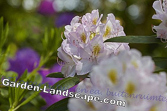 Succes met Rhododendron: het gaat allemaal om de wortels