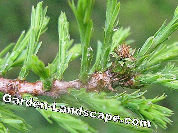 Moerascipres (Taxodium distichum) - zorg, snijden
