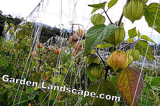 Cape Gooseberry, Physalis - teelt en verzorging