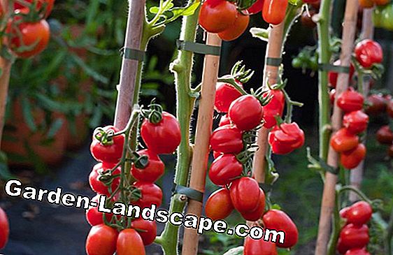 Tomatenteelt - instructies voor zaaien, planten en verzorgen