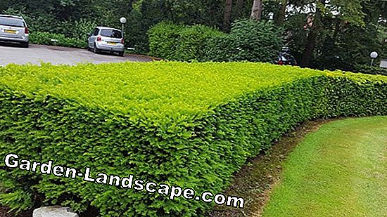 Hibiscus Hedge: tips voor planten en verzorging