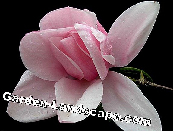 Plant magnolia - trinnvis instruksjoner