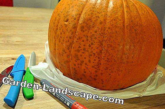 Carving gresskar - hvorfor bare på Halloween?