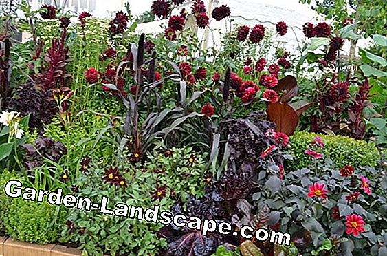 Beste plantetid for urter i hagen og på balkongen