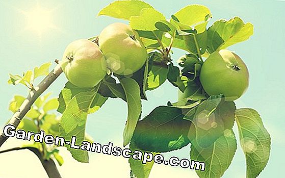 Apple Trees: Tynn frukt hengende