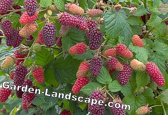 Blackberry (Rubus sektio Rubus)