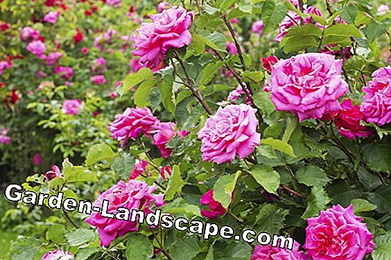 Bush roser - omsorg og kutting